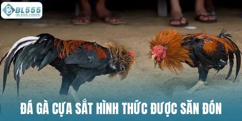 Đá gà cựa sắt hình thức được săn đón hiện nay