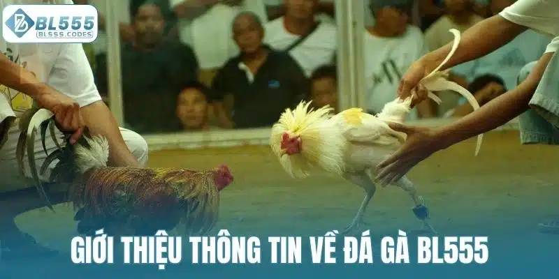Giới thiệu thông tin về đá gà BL555