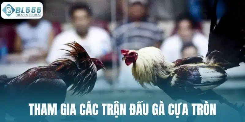 Tham gia các trận đấu gà cựa tròn với sát thương lớn