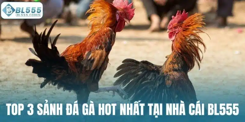 Top 3 sảnh đá gà hot nhất tại nhà cái BL555